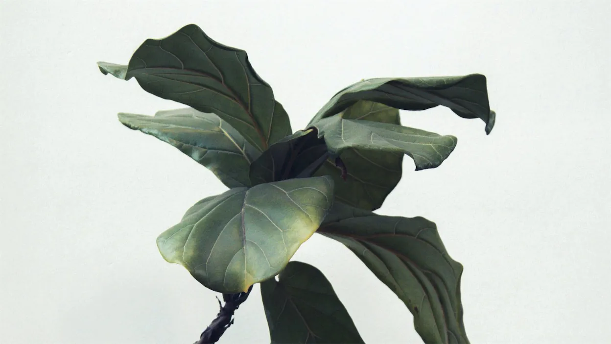 A close up of a green plant.